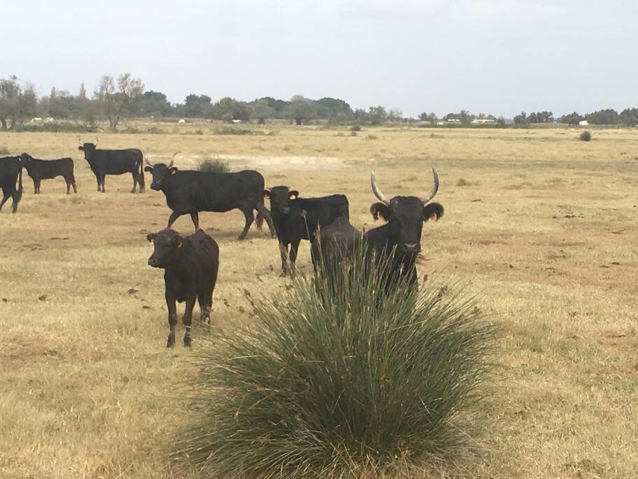 ארל "Le Nature" Camargue Jardin מראה חיצוני תמונה