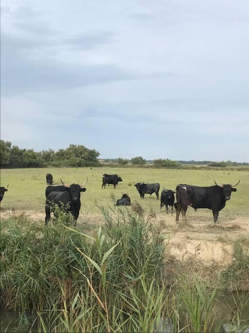 ארל "Le Nature" Camargue Jardin מראה חיצוני תמונה